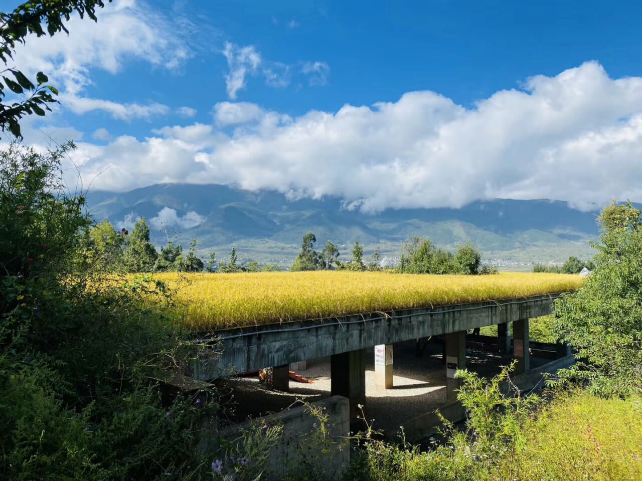 大理洱源鳳羽稻田劇場(chǎng)