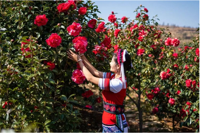 節(jié)后游大理，春暖花開賞花去！