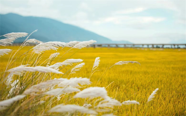 大理：接下的大理會(huì)是什么樣子？